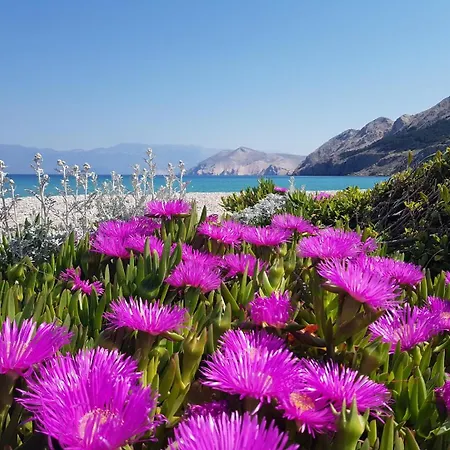 Lavendel - P. Dorcica Daire *